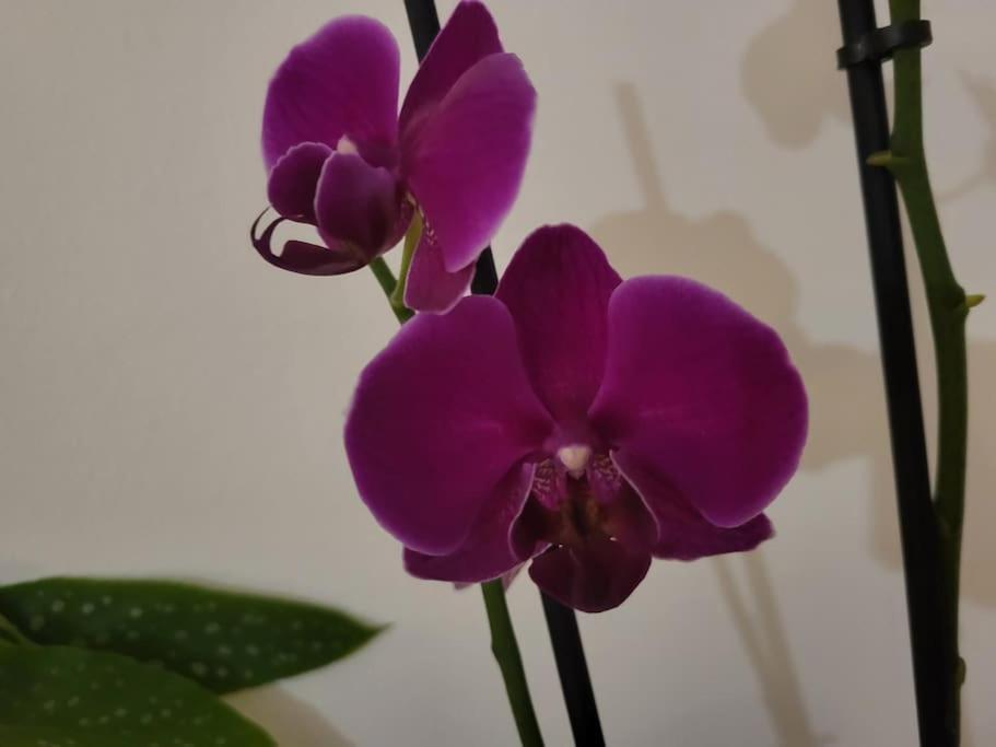 Sehr Zentral Gelegen Apartment เวียนนา ภายนอก รูปภาพ